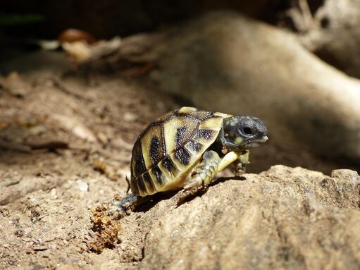 tortue.jpg
