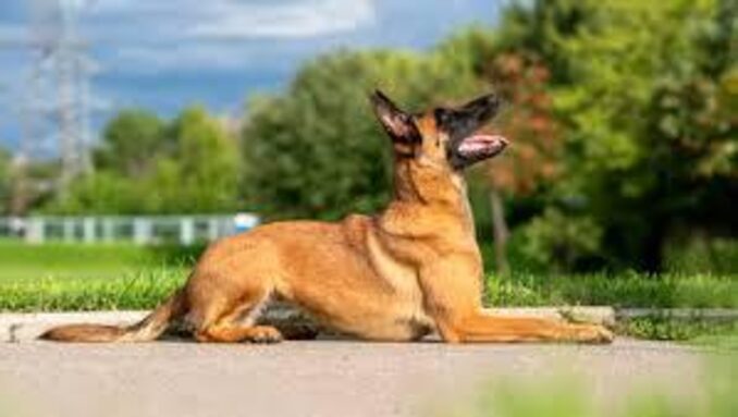 malinois1.jpg